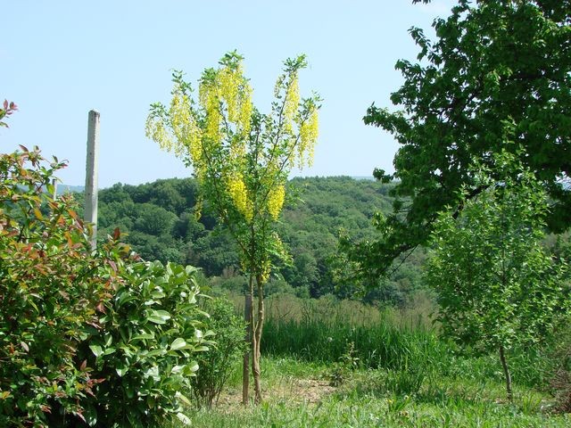laburnum total